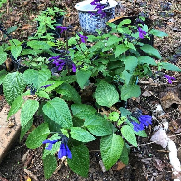 Meet your Posher, Iechedels - Picture 1 of 1